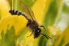 Andrena flavipes